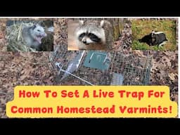 How To Set A Live Trap For Common Homestead Varmints