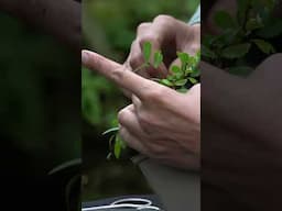 Tiny little Bonsai tree #japanese #bonsai #chinese #elm #bonsaitree