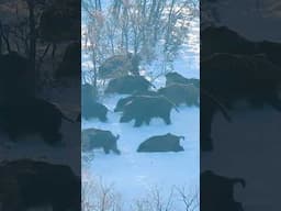 Giant Wild Boars in Snow 🐗 Karda Dev Domuz Sürüsü!