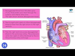 SCIENCE04L02: The Heart