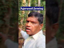 Agarwood farming, अगरवुड की खेती, #agarwoodfarming #agarwood Shorts,