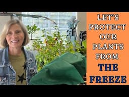 Let's Protect Our Plants From The Freeze