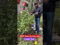 एक ही Cinder Plant पर 500 गुलाब? 😍 | ऐसा रोज प्लांट पहले नहीं देखा! #rose