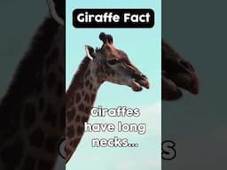 Giraffe fact - long neck??! #giraffe #giraffefacts #giraffeneck