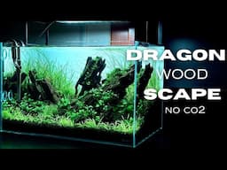 Dragon Wood Aquascape Without Co2 | Aquascaping Tutorial