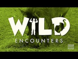 Wild Encounters:  Warthog - Teaser