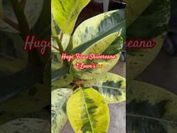 Big Box Plant Shopping || Ficus Shivereana @Lowe’s #shorts #shortvideo #houseplants #ficuselastica