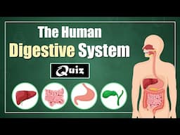 The Human Digestive System Quiz for Kids! 🧠🌟 Learn About Digestive Organs & Their Functions