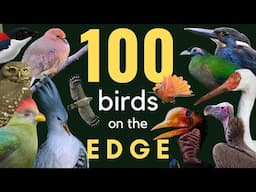 100+ Birds Living on the Edge of Extinction - Ambient Information