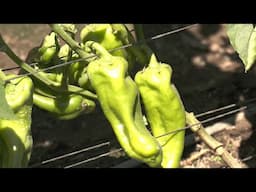 Hechos del Agro - Cosecha de chiles y sandía