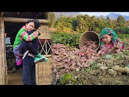 Harvesting sweet potato garden for sale - 17 year old girl happy to see her boyfriend all day