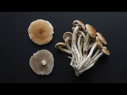 The Black Poplar or Pioppino Mushroom (Cyclocybe aegerita)