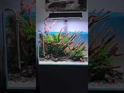 PLANTED FISH TANK #aquascaping #fishtank #plantedtank #plantedaquarium #petfish #pets #aquarium