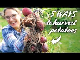 How to Harvest Potatoes – 5 WAYS!