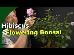 Developing Hibiscus Bonsai (Timelapse One Year)