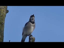 Panasonic fz300 - filming birds with digital zooms ( 1200 - 2400 mm)