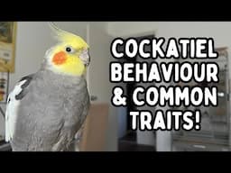 Cockatiel Behaviour | Helping You Understand Your Pet Cockatiels Behaviours | TheParrotTeacher