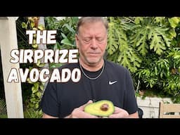 Sirprize Avocado Harvest and Taste Test - Just in Time for Super Bowl Guacamole!