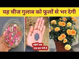 यह चीज गुलाब को फूलों से भर देगी | Best fertilizer for Rose Plant | Home Garden