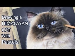 Drawing Himalayan Cat with Pastels