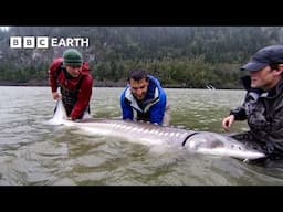 Battle To Catch Monster 6ft 9in 'Fish Of A Lifetime' | BBC Earth Explore