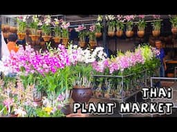 Amazing Thailand Plant Market | Kham Thiang, Chiang Mai