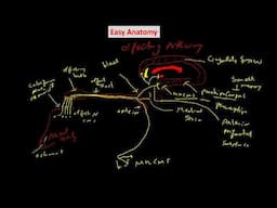 Olfaction Pathway