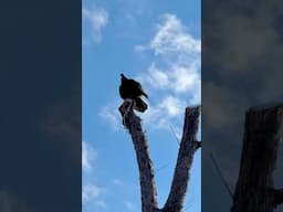 Vulture watching with a surprise turnout at the end! #vultures #birdwatching #woodpecker #wildlife