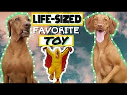 i bring my dogs' favorite toy to life | SURPRISE MY DOGS | Hungarian Vizsla