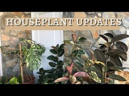 November 2022 Houseplant Updates | End of Summer Plant Update