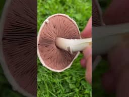 Identify the Field Mushroom 🍄‍🟫 #wildfoodforaging #mushroom #foraging #fungi