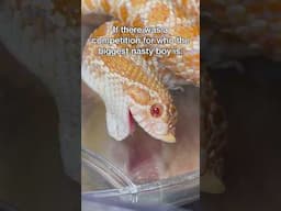 I DON’T WANT TO MAKE THIS A COMPETITION… #snake #westernhognose #reptile