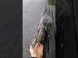 Feeding Squirrels in Central Park