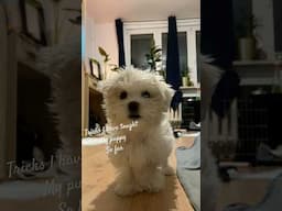 My puppy learns new tricks #funnyanimals #puppylife