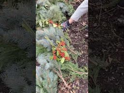 For years I have been reusing the holiday greens in the garden 🎄