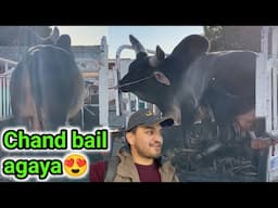 Ek aur chand bail farm agaya Alhamdulilah😍❤️| Khatarnak janwar😳