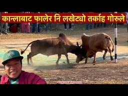 बारीको कान्लाबाट फालेर नि लखेट्यो Bull Fight / Goru Judhai In Nepal / Ox Fight / Bhuwan Singh Thapa