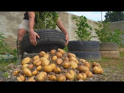 Potato Towers - Tips to Grow High-Yielding Potatoes in Containers