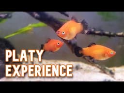 Platy Fish | My Experience Keeping