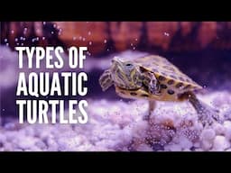 20 Types of Aquatic Turtles for Every Reptile Enthusiast