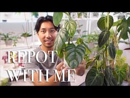 Repot With Me | Philodendron Melanochrysum, Brandtianum, & Verrucosum | 5 Week Cuttings