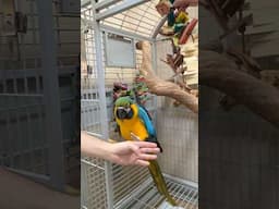 Getting a Macaw Out of the Cage Clinging to the Bars