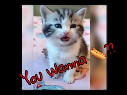 Cute funny Cats and Kitten Compilation 2020 #1