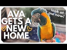 Ava Finally Gets a NEW HOME! 🏠💛