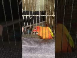 FEISTY SUN CONURE (SHORTS)