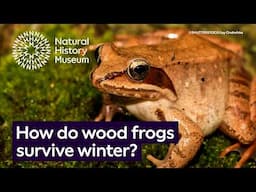 How do wood frogs survive freezing winters? | Surprising Science