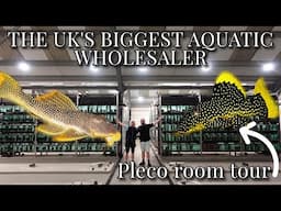 AMAZING PLECO ROOM TOUR | OVER 50 UNUSUAL SPECIES!