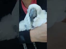 I Miss Snuggling Victoria Cockatoo #VCStrong #adoptdontshop #cockatootalking