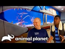 Super Fan Tracy Morgan Receives A Custom Tank! | Tanked | Animal Planet