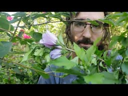 Summer in a Forest Garden